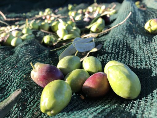 ASSAGGIO OLIO EVO BIO - immagine 2