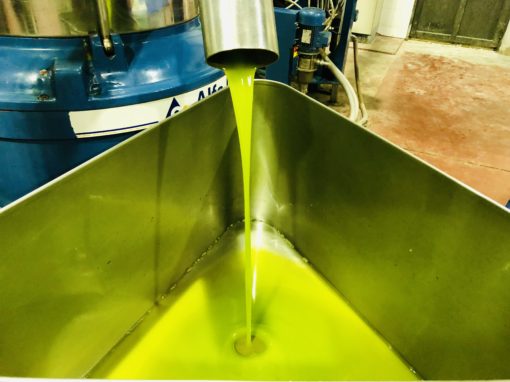 ASSAGGIO OLIO EVO BIO - immagine 4