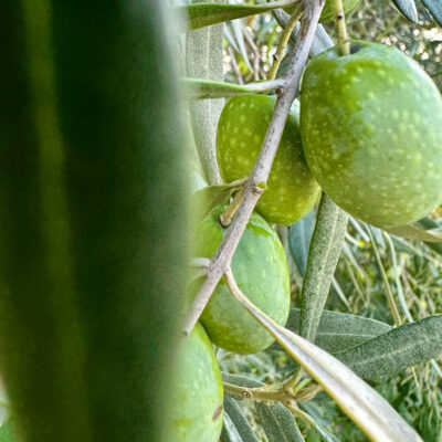 olio evo nocellara etnea tonda iblea
