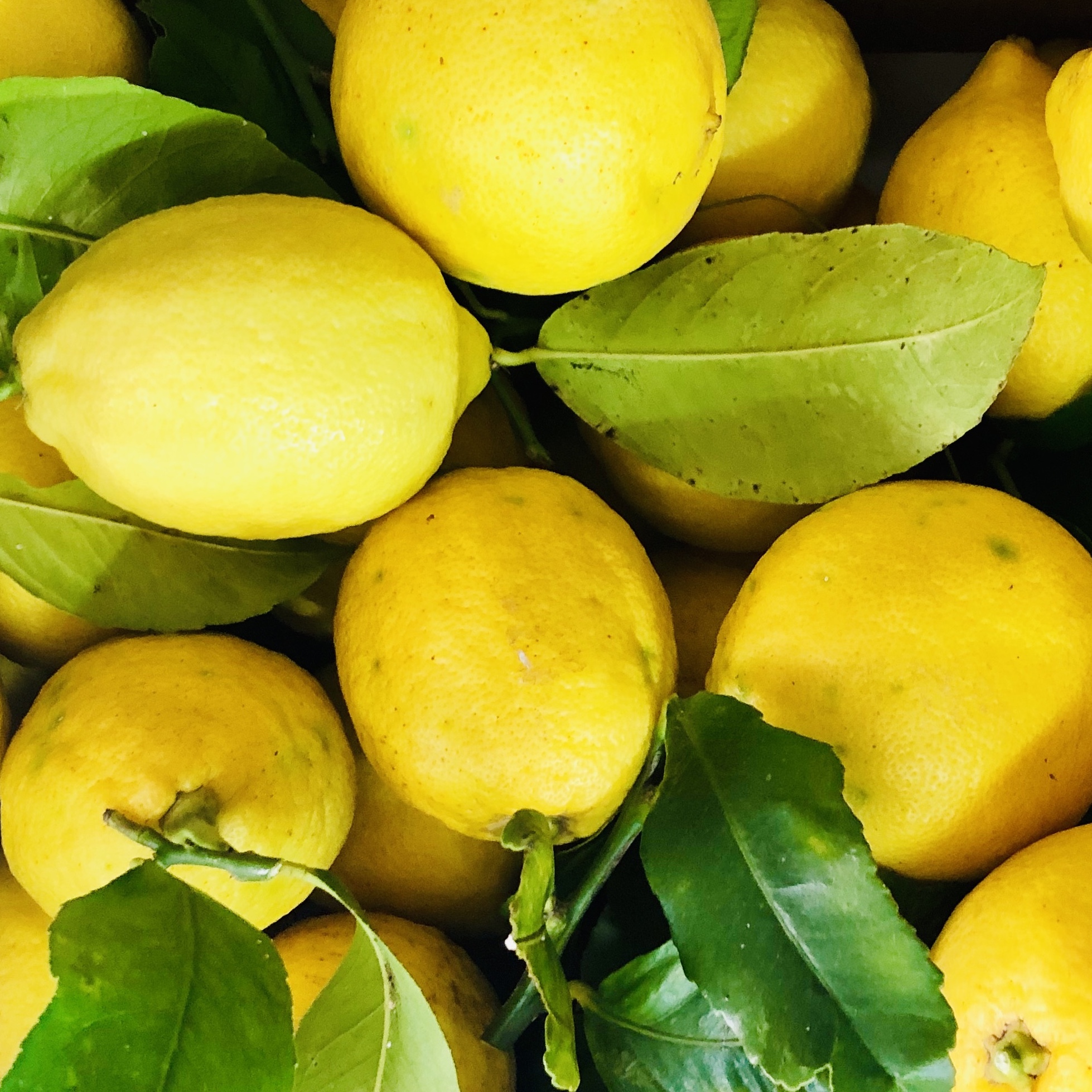 Sicilian Lemons