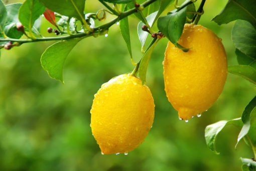 LIMONI BIOLOGICI SICILIANI (FEMMINELLO) - immagine 2