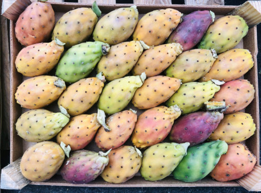 SICILIAN PRICKLY PEARS (BASTARDONI) ORGANIC - Image 4