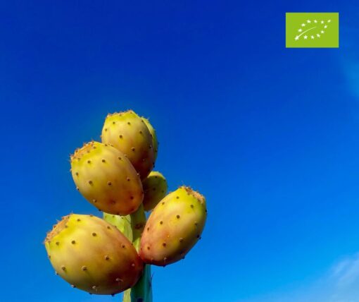 SICILIAN PRICKLY PEARS (BASTARDONI) ORGANIC