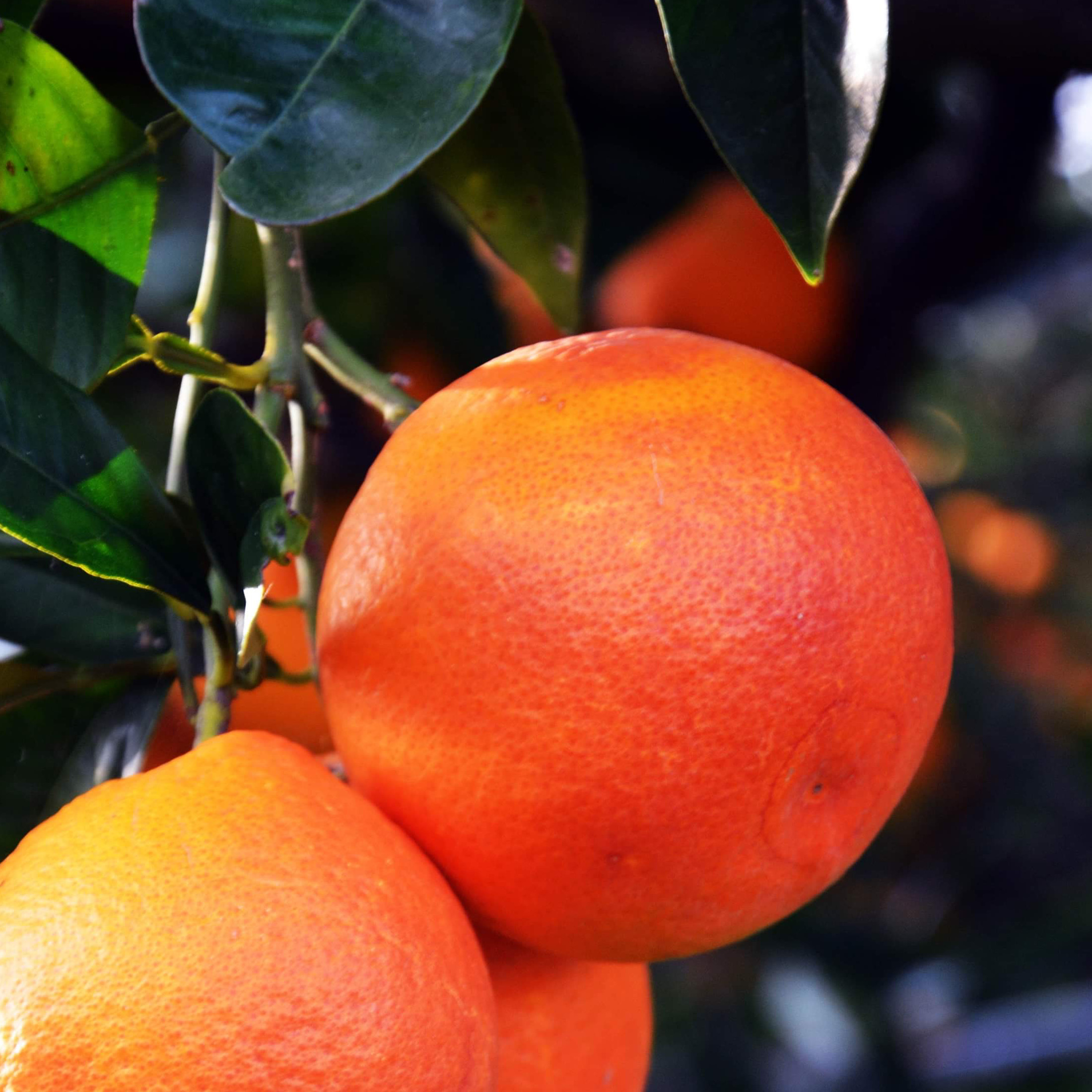 10 Graines D’orange Sanguine Moro – Fruit Rare, Facile à Cultiver, Pour Tous Types De Sol