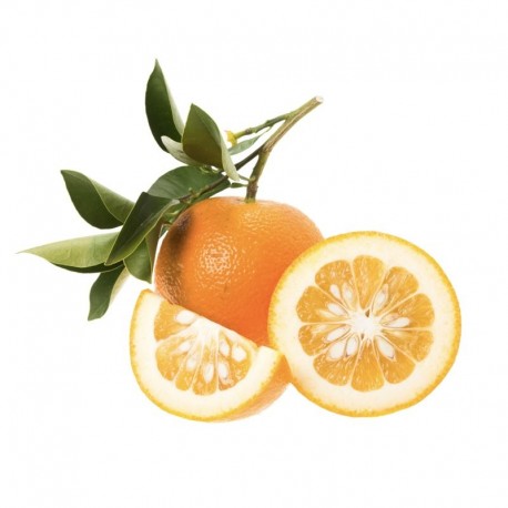 ORGANIC BITTER ORANGES - Image 2