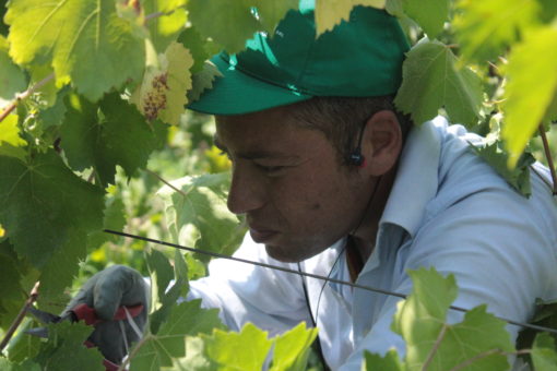 TABLE GRAPES (RED GLOBE) - Image 5