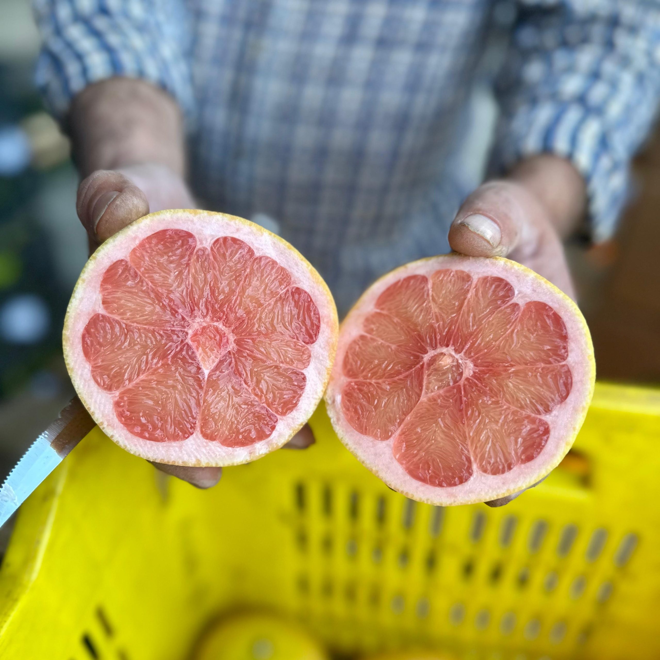POMPELMI