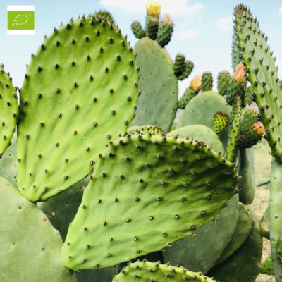 nopal edibili bio