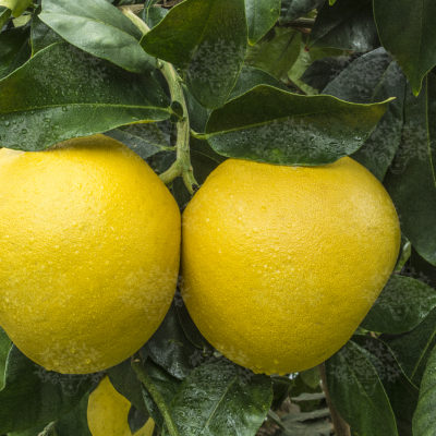 POMPELMI