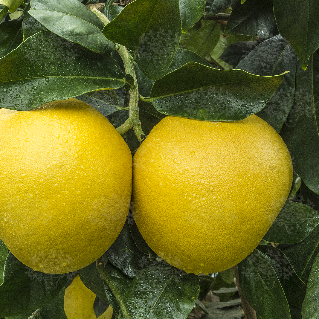 GRAPEFRUITS