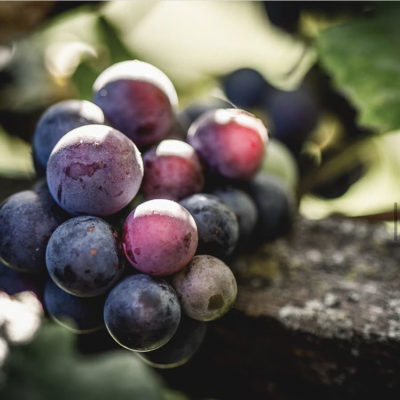 WINE AND TABLE GRAPES