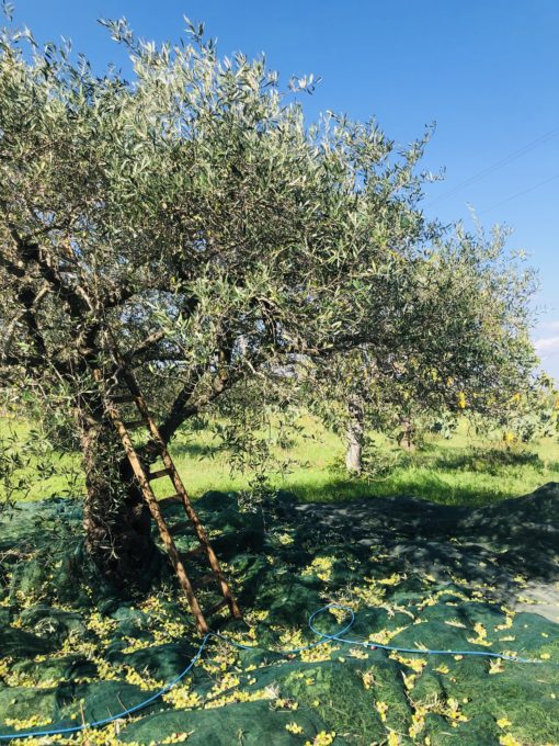 ASSAGGIO OLIO EVO BIO - immagine 5