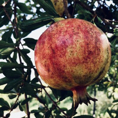 POMEGRANATES TO EAT