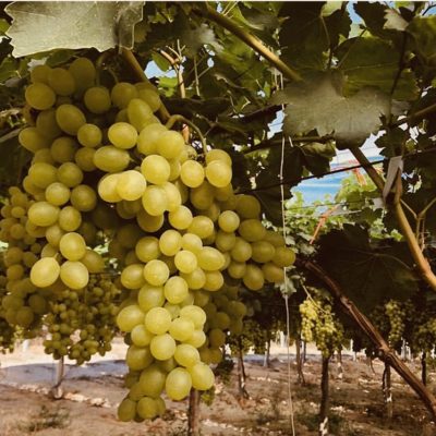 uva da tavola bianca siciliana