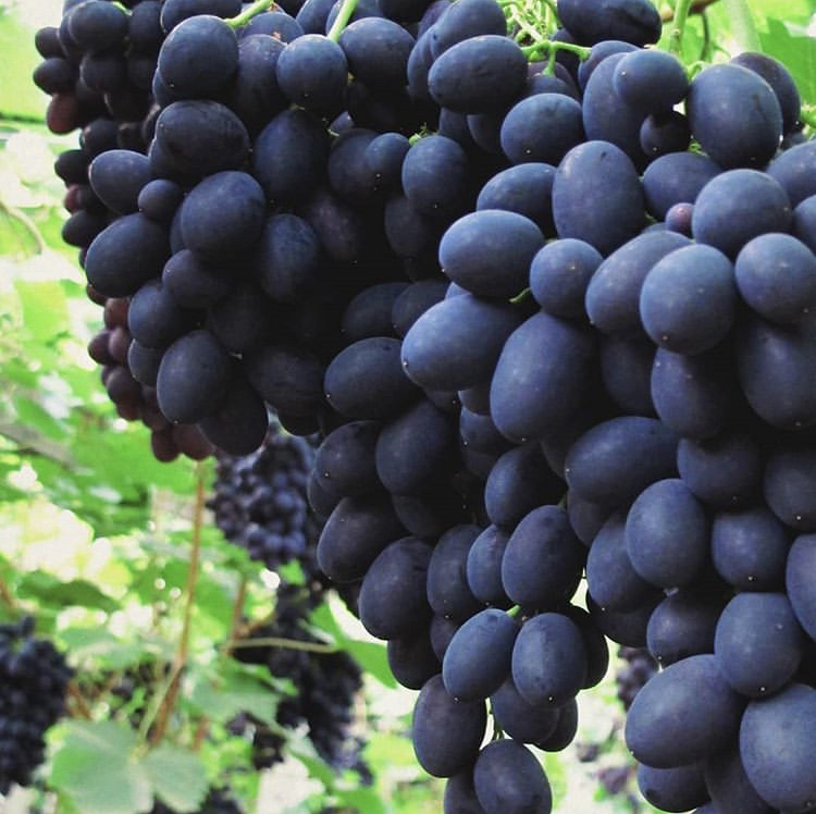 Black magic sicilian grapes