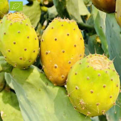FICHI D'INDIA BIO - AGOSTANI