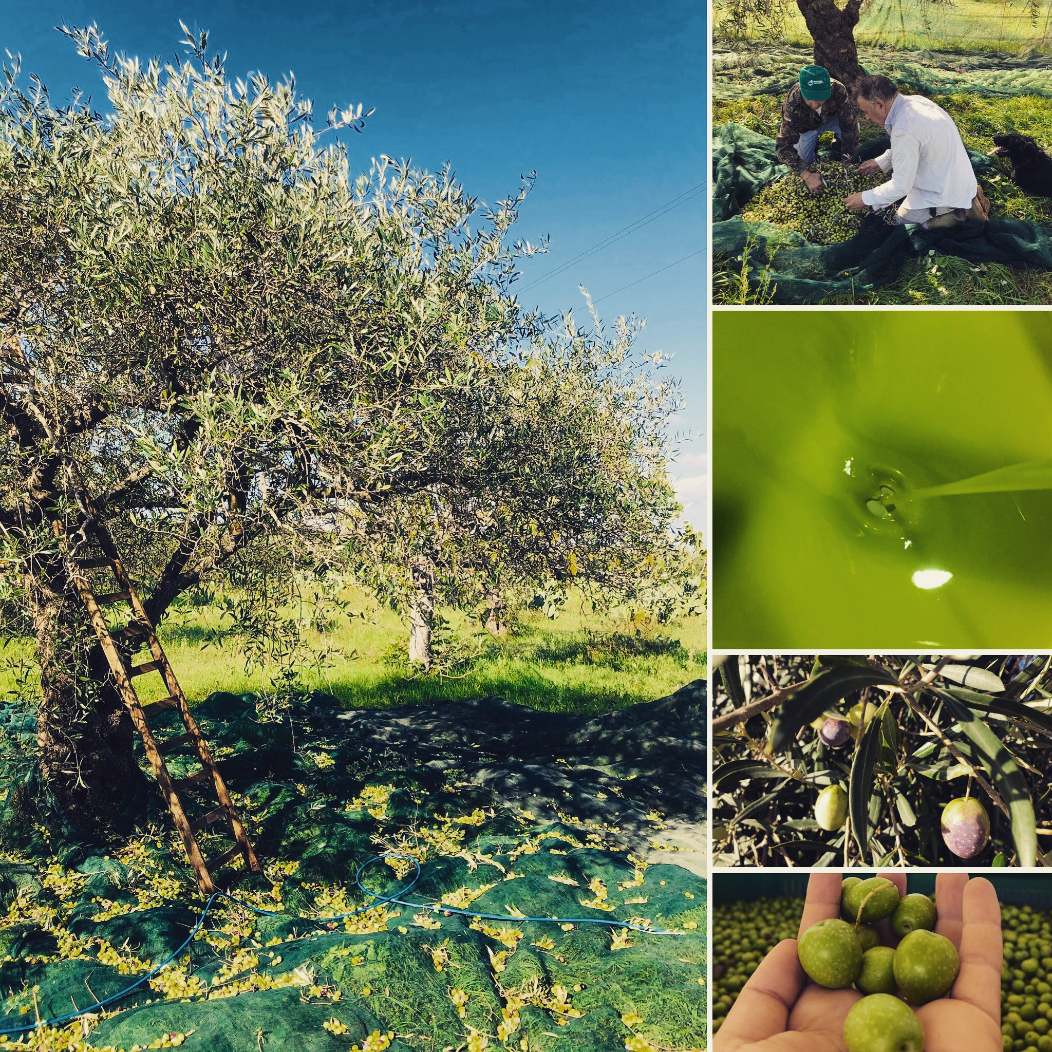 Sicilian organic olive oil