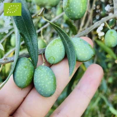 OLIVE BIO DA FARE IN SALAMOIA