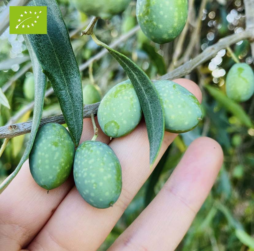OLIVE BIO DA FARE IN SALAMOIA