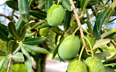 Olives in Brine Grandma’s Recipe