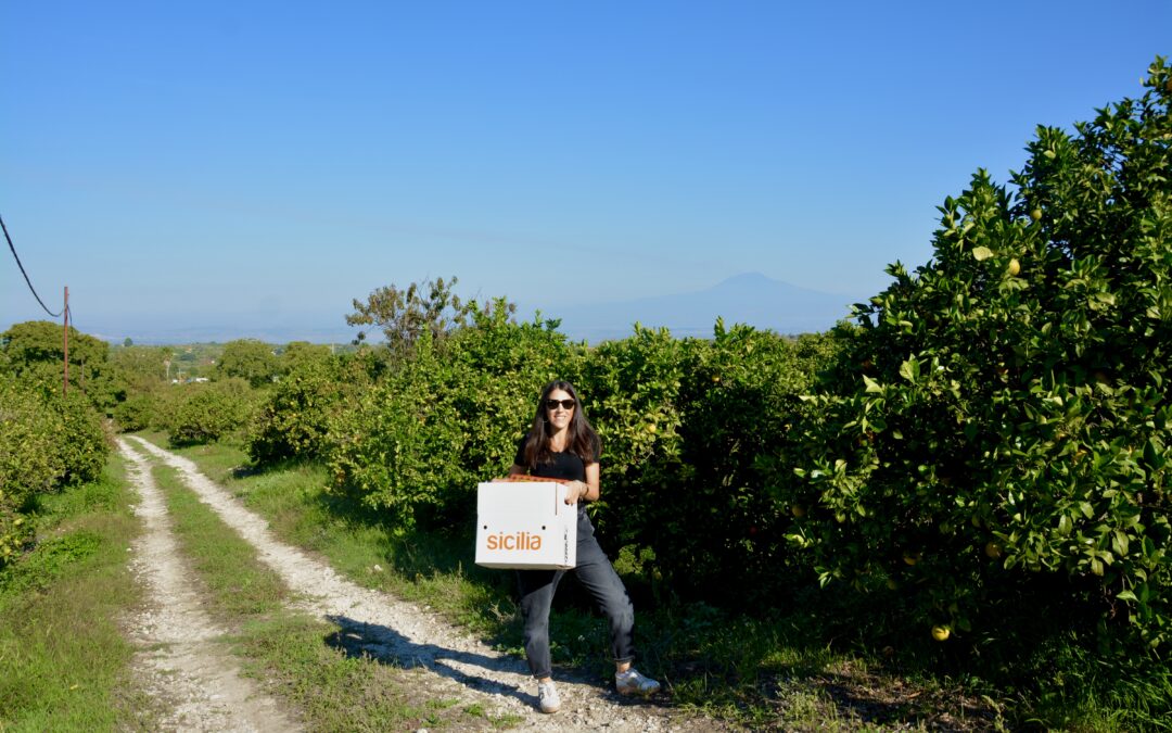 Agrumi Siciliani Biologici Dall’Albero Alla Tua Tavola