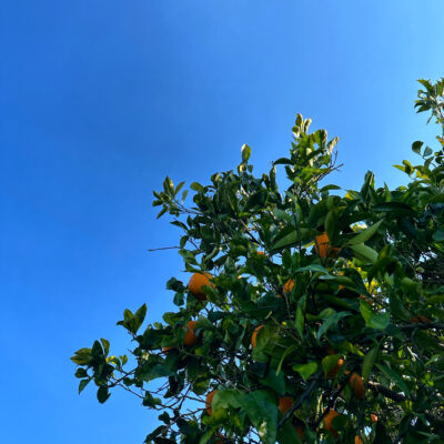 ORGANIC SICILIAN CITRUS FRUITS