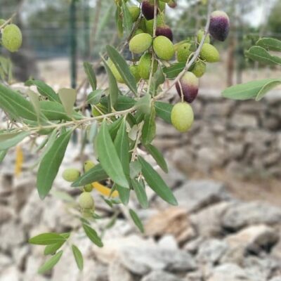 olio evo biancolilla moresca