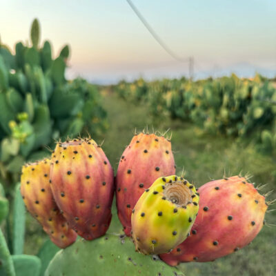 PRICKLY PEARS