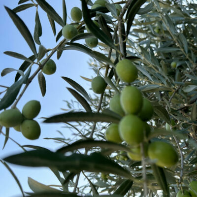 SICILIAN EXTRA-VIRGIN OLIVE OIL