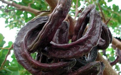 Carrube: Benefici e come conservarle