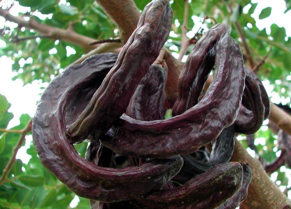carrube benefici