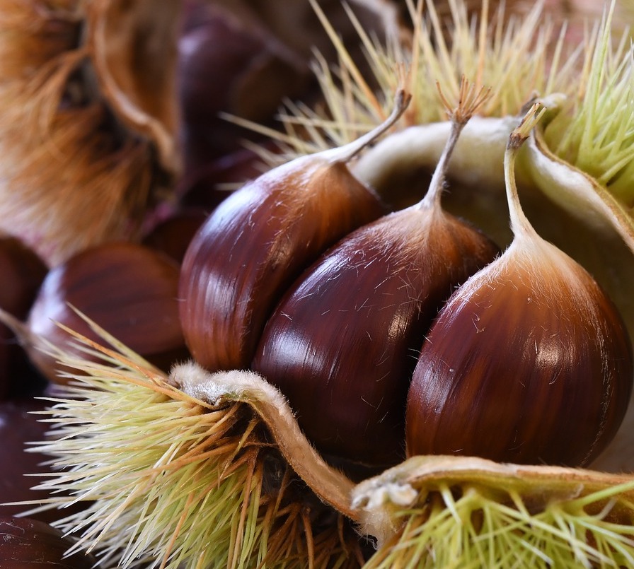 Fresh Etna Chestnuts