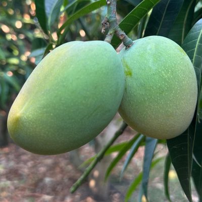 SICILIAN TROPICAL FRUIT