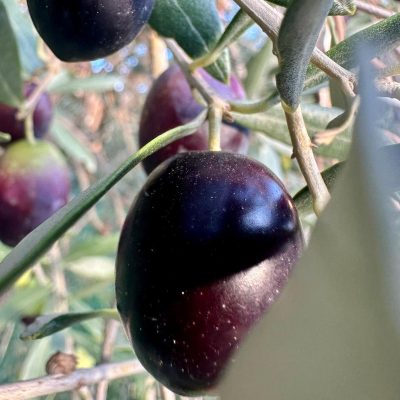 olive nere fresche siciliane