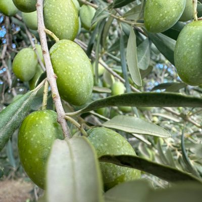 BIANCOLILLA EXTRA VIRGIN OLIVE OIL